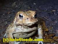 /home//u458753944/public_html/sourcegallery//McKaig Nature Center/2020-10-11/PA110707.JPG